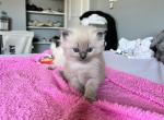M&M Litter - Ragdoll Kitten For Sale - 