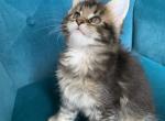Meghan - Maine Coon Kitten For Sale - 