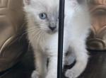 Snowflake - British Shorthair Kitten For Sale - Vernon Hills, IL, US