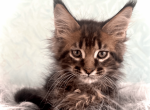 Theodore - Maine Coon Kitten For Sale - 