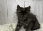Martina - Maine Coon Kitten For Sale - 