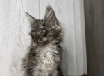 Jasper - Maine Coon Kitten For Sale - 
