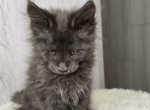 Herbert - Maine Coon Kitten For Sale - 