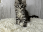 Evelyn - Maine Coon Kitten For Sale - FL, US