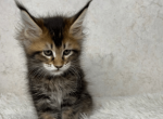 Quin - Maine Coon Kitten For Sale - FL, US