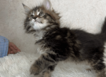 Qyou - Maine Coon Kitten For Sale - FL, US