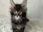 Qvarta - Maine Coon Kitten For Sale - FL, US