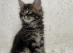 Qvarts - Maine Coon Kitten For Sale - FL, US