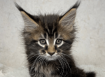 Quentin - Maine Coon Kitten For Sale - FL, US