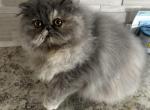 Shelly - Persian Kitten For Sale - Georgetown, DE, US