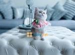 Eva - British Shorthair Kitten For Sale - Jersey City, NJ, US