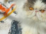Grand Joy LIlian - Persian Cat For Sale/Retired Breeding - 