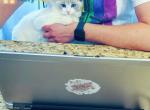 Miumiu very special kitten - Ragdoll Kitten For Sale - Fairfax, VA, US