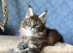 Intrigua - Maine Coon Kitten For Sale - Miami, FL, US