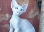 Derika - Devon Rex Kitten For Sale - Norwalk, CT, US