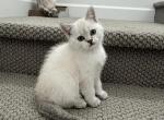 Tom - Scottish Straight Kitten For Sale - Roseville, CA, US