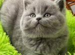 Diana - British Shorthair Kitten For Sale - Brooklyn, NY, US