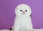 Xander - Scottish Fold Kitten For Sale - Brooklyn, NY, US