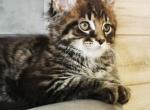 Patric Silent Wave - Maine Coon Kitten For Sale - Brooklyn, NY, US