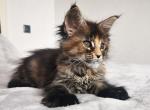 Pretty Lady Silent Wave - Maine Coon Kitten For Sale - Brooklyn, NY, US