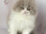 Lila - Scottish Fold Kitten For Sale - Brooklyn, NY, US