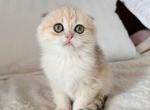 Kreker - Scottish Fold Kitten For Sale - Brooklyn, NY, US