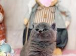 Baron - Scottish Straight Kitten For Sale - Brooklyn, NY, US