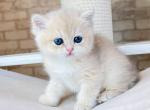 Santa - British Shorthair Kitten For Sale - Brooklyn, NY, US