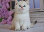 Colin - British Shorthair Kitten For Sale - Brooklyn, NY, US