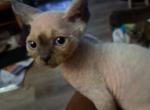 Barnaby - Devon Rex Kitten For Sale - Stanford, MT, US