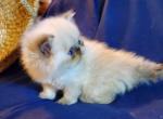 CFA Registered Persian kittens - Persian Kitten For Sale - Cleveland, TX, US