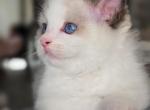 Ragdoll Kittens - Ragdoll Kitten For Sale - 