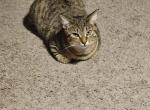 Luna - Domestic Cat For Sale - 