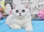 Riana - British Shorthair Kitten For Sale - Hollywood, FL, US