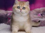 Franciska - British Shorthair Kitten For Sale - Hollywood, FL, US