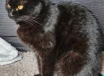 Bellatrix or Bella - Domestic Cat For Sale - Clearwater, FL, US