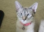 Eevee - Siamese Cat For Sale - 