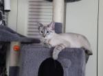 Eevee - Siamese Cat For Sale - Essex, MD, US