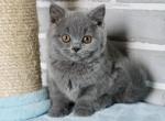Gemma - British Shorthair Kitten For Sale - 