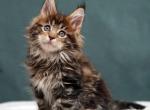 Incognito - Maine Coon Kitten For Sale - Boston, MA, US