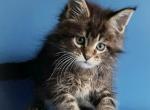 Marisol Reina - Maine Coon Kitten For Sale - Hollywood, FL, US