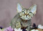 Debbie - Devon Rex Kitten For Sale - Norwalk, CT, US