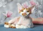 Daniel - Devon Rex Kitten For Sale - Pembroke Pines, FL, US