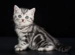 Queenie - British Shorthair Kitten For Sale - Miami, FL, US