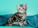 Quill - British Shorthair Kitten For Sale - Miami, FL, US