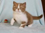 Iriska - Scottish Straight Cat For Sale - Hollywood, FL, US