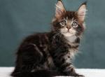 Incognito - Maine Coon Kitten For Sale - Houston, TX, US