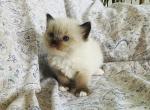 Josephine - Ragdoll Kitten For Sale - Los Angeles, CA, US