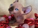 Elf Girl Angel Ready to go home now Chicago IL - Sphynx Kitten For Sale/Service - Lockport, IL, US