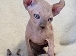 Elf Boy Nikki - Sphynx Kitten For Sale - Lockport, IL, US